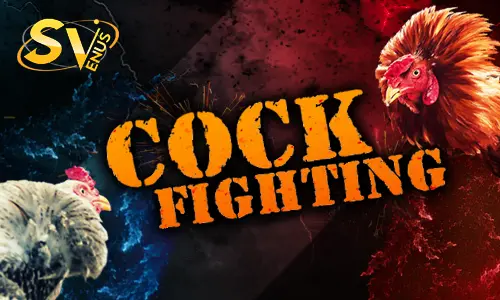 sv388 cockfighting